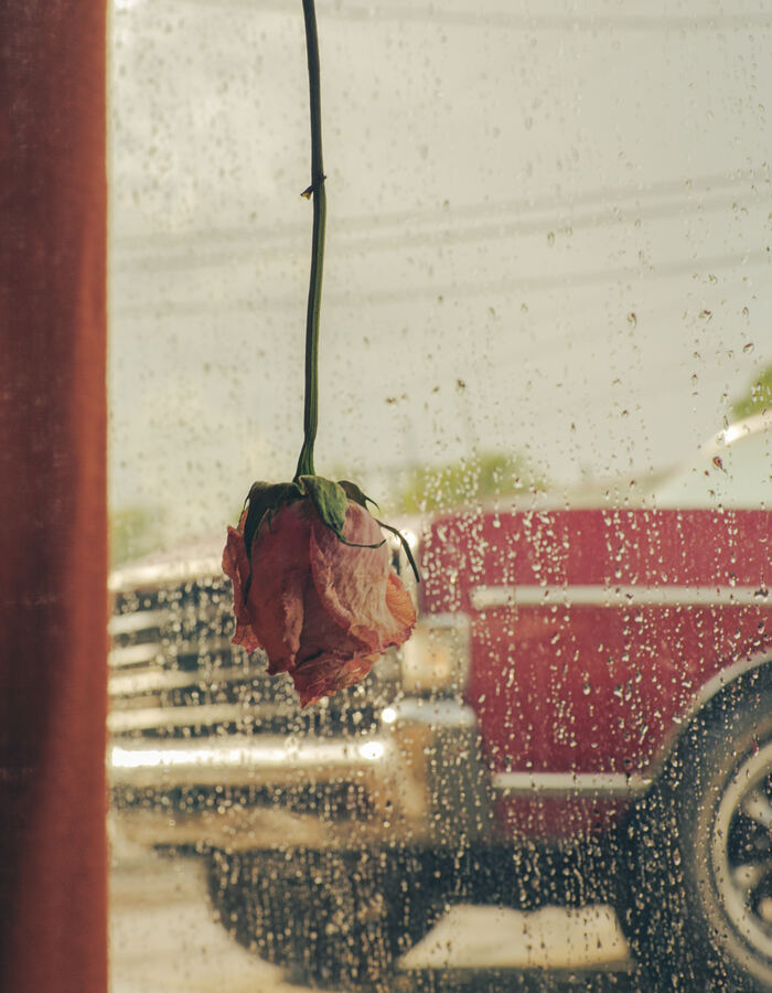 A dried rose hanging in a rainy window